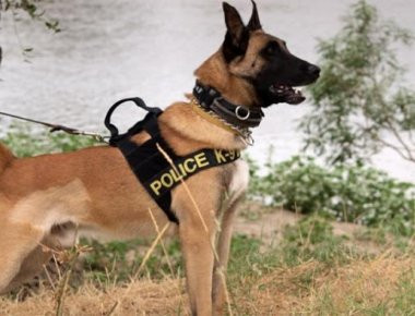 Σκύλος της ΕΛ.ΑΣ. βρήκε σάκους με 66 κιλά χασίς στη Μηλιά Θεσπρωτίας